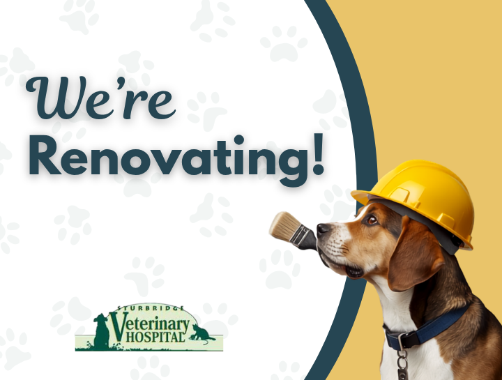 Exciting Renovations Coming Soon to Sturbridge Veterinary Hospital!
